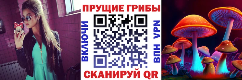 закладки  Шиханы  Псилоцибиновые грибы Psilocybe 